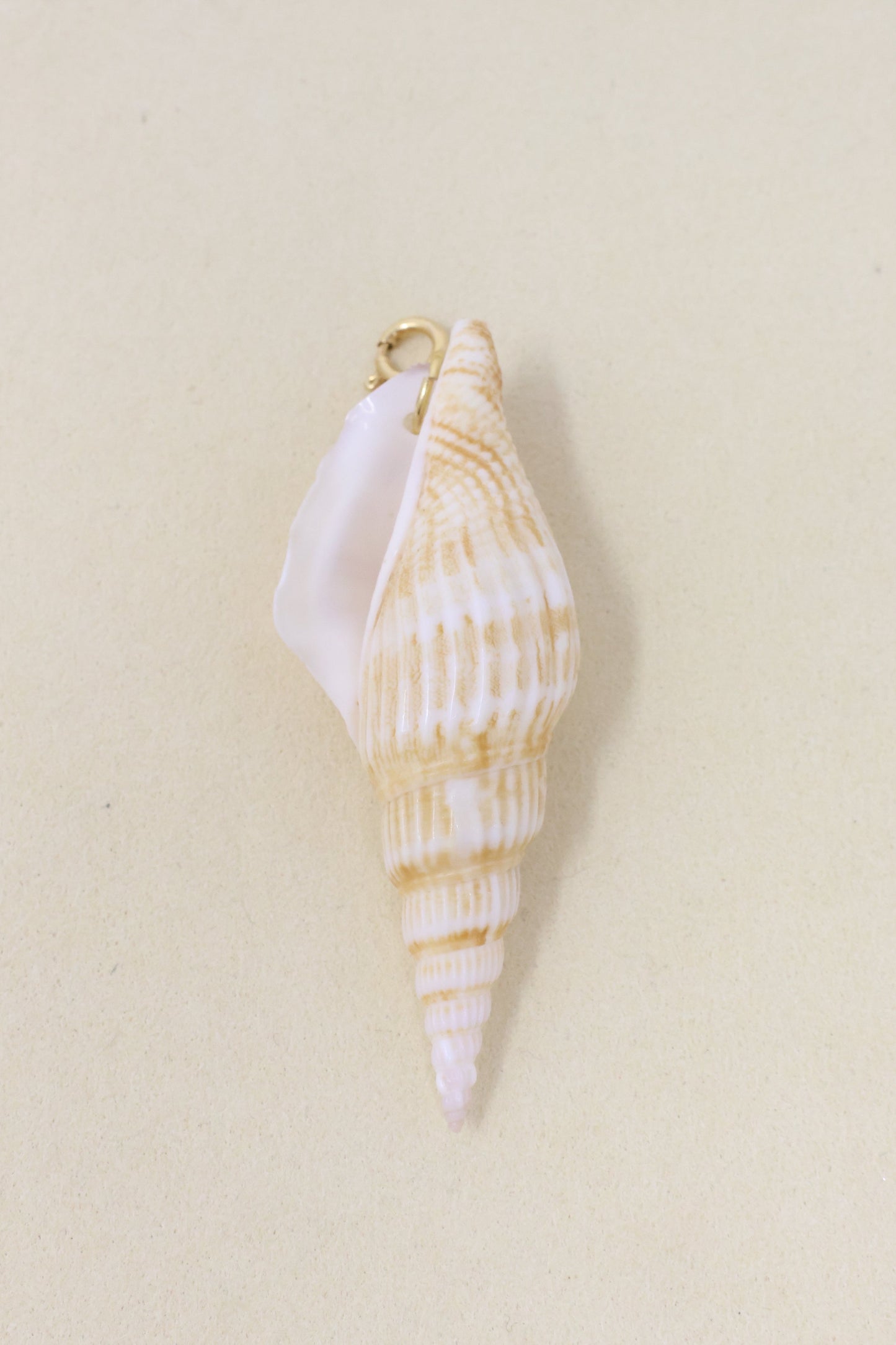 Shell Charm